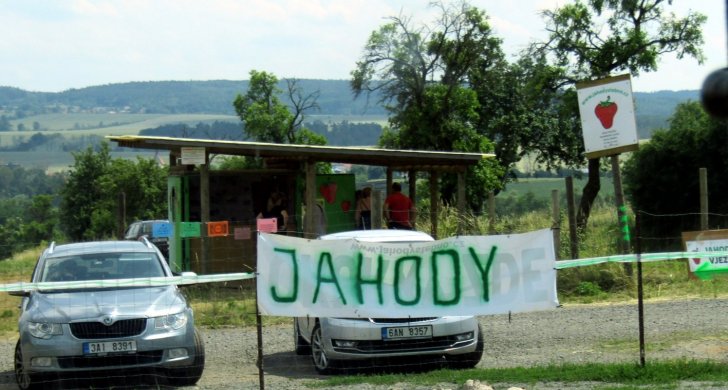 Jahody_Stebno.JPG